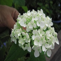 2024年6月に開花白いアナベル素焼き鉢植え おすすめの アジサイ 開花は６月頃の 遅咲きです
