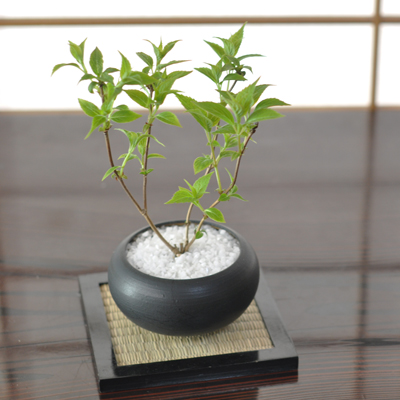 盆栽 山あじさい紅(クレナイヤマアジサイ) 黒丸和鉢 観葉植物 鉢植え 和 贈り物 趣味 プレゼント 退職 母の日 父の日 誕生日 シニア 昇進 祝い 開店